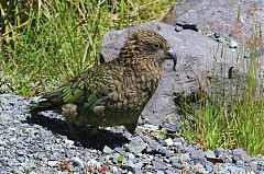 Kea